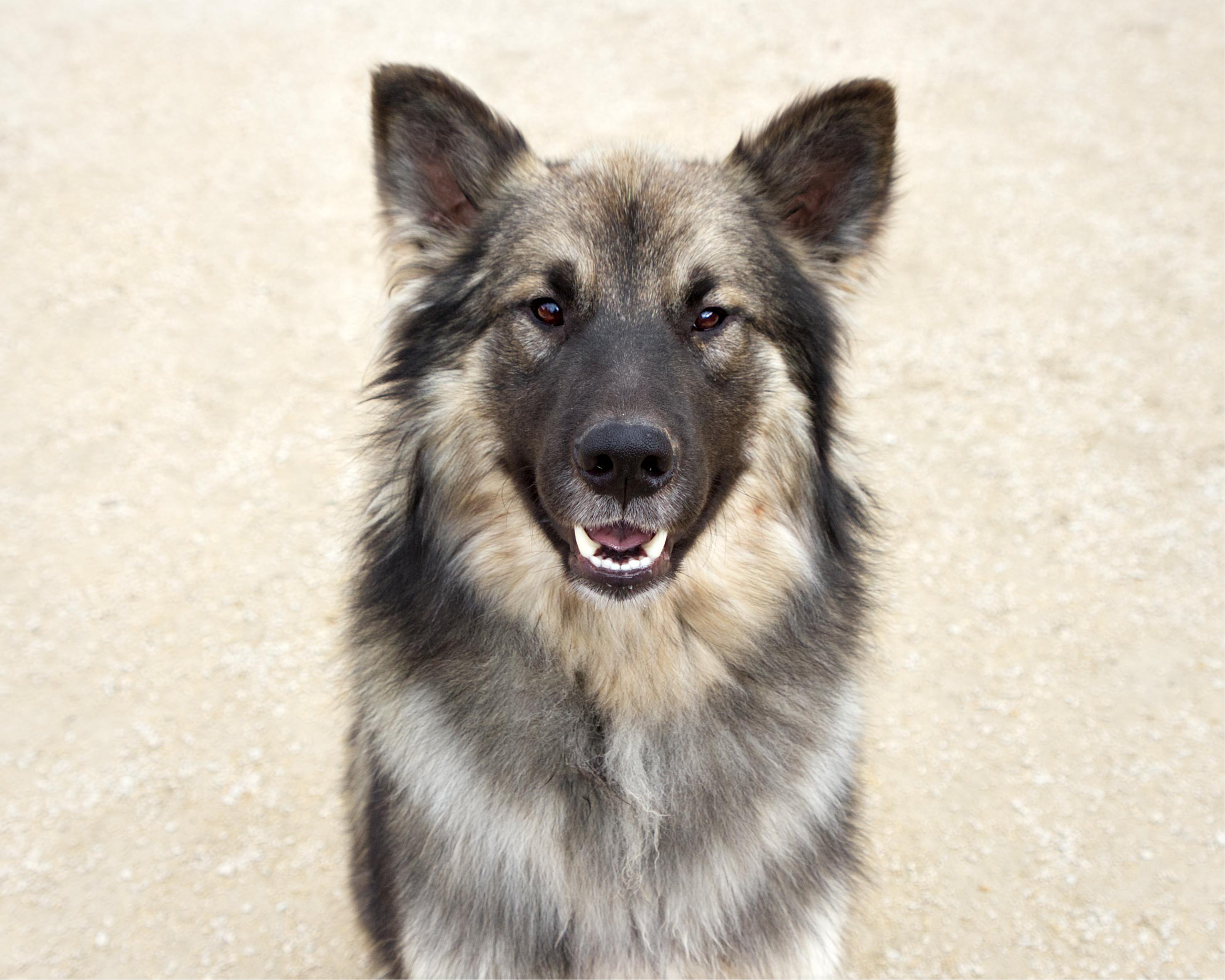 Enlarge Aaron, a Adoptable mixed breed in Winnipeg, MB image 2/4