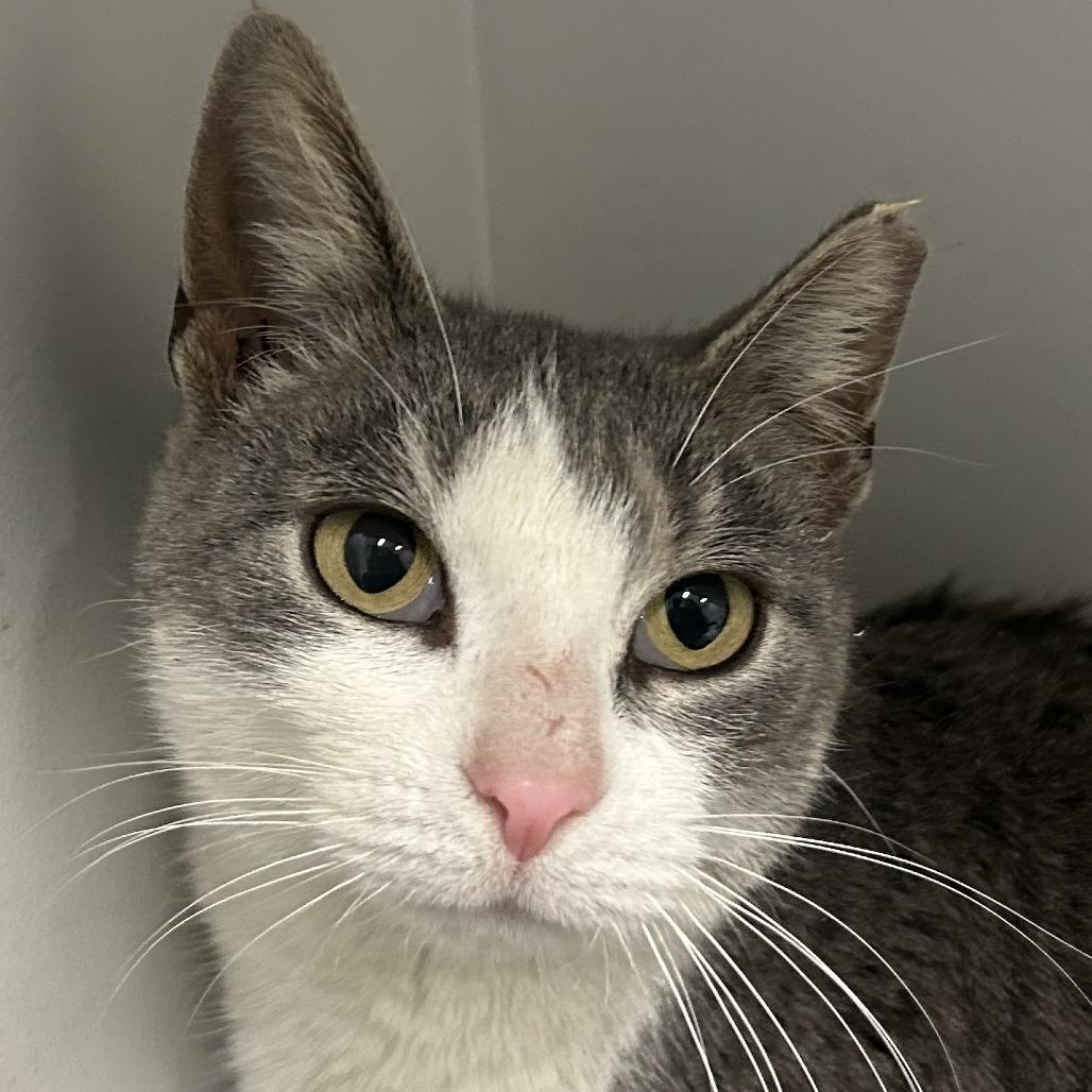 Enlarge Generva, an adopted Domestic Short Hair in Chicago, IL image 1/1