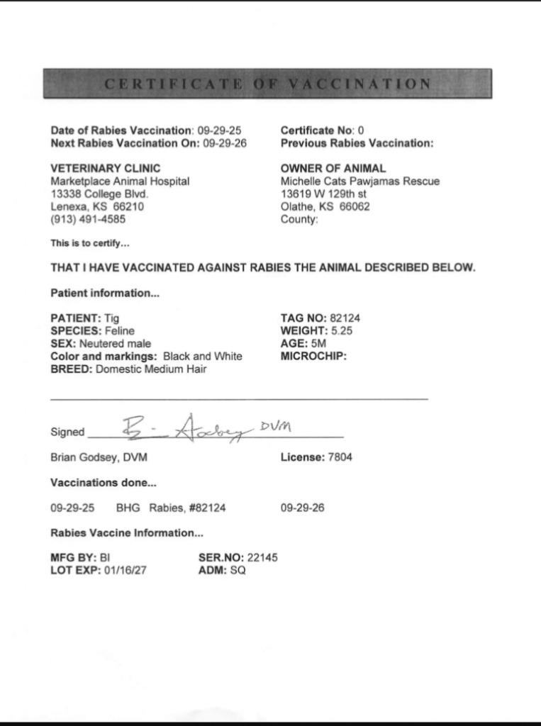 Enlarge Tig, a Adoptable mixed breed in Olathe, KS image 2/2