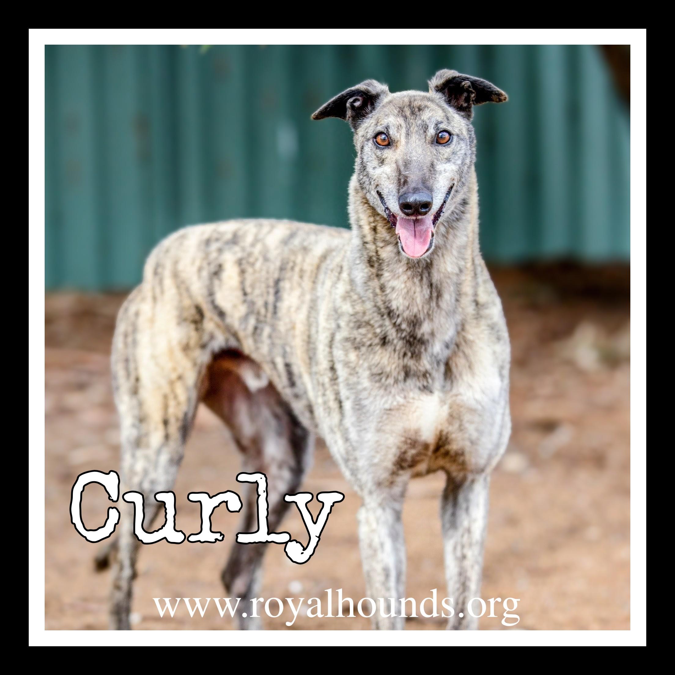 Enlarge Curly , a ADOPTABLE Greyhound in Seattle, WA image 1/2
