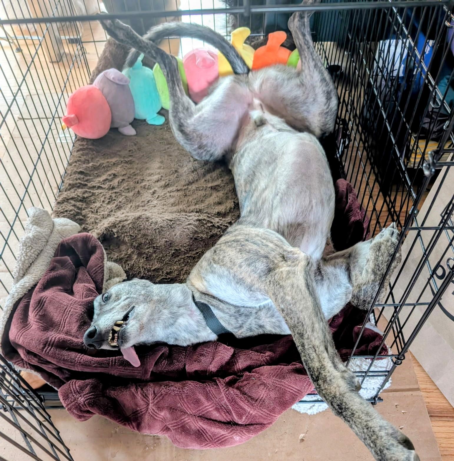 Enlarge Curly , a ADOPTABLE Greyhound in Seattle, WA image 4/4