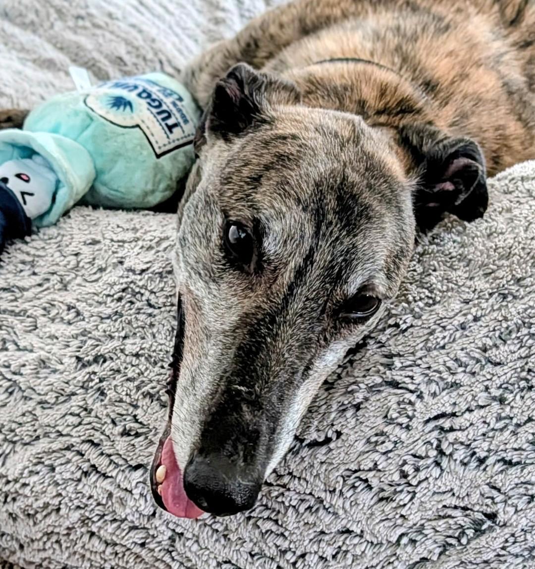 Enlarge Curly , a ADOPTABLE Greyhound in Seattle, WA image 2/2