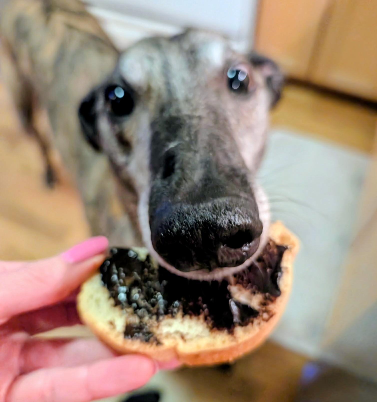 Enlarge Curly , a ADOPTABLE Greyhound in Seattle, WA image 3/4
