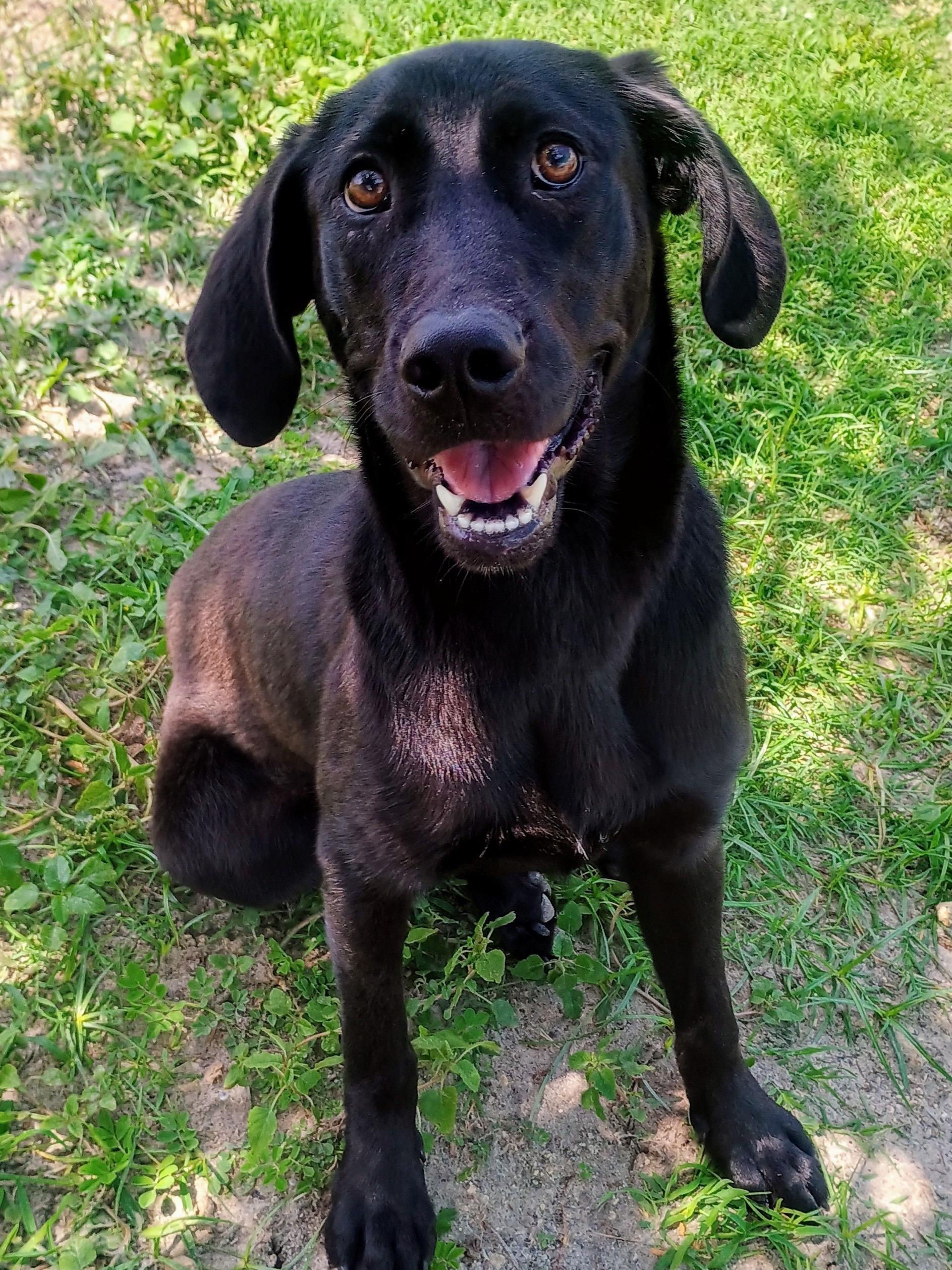 Loreal, an adopted mixed breed in New Port Richey, FL image 2/3