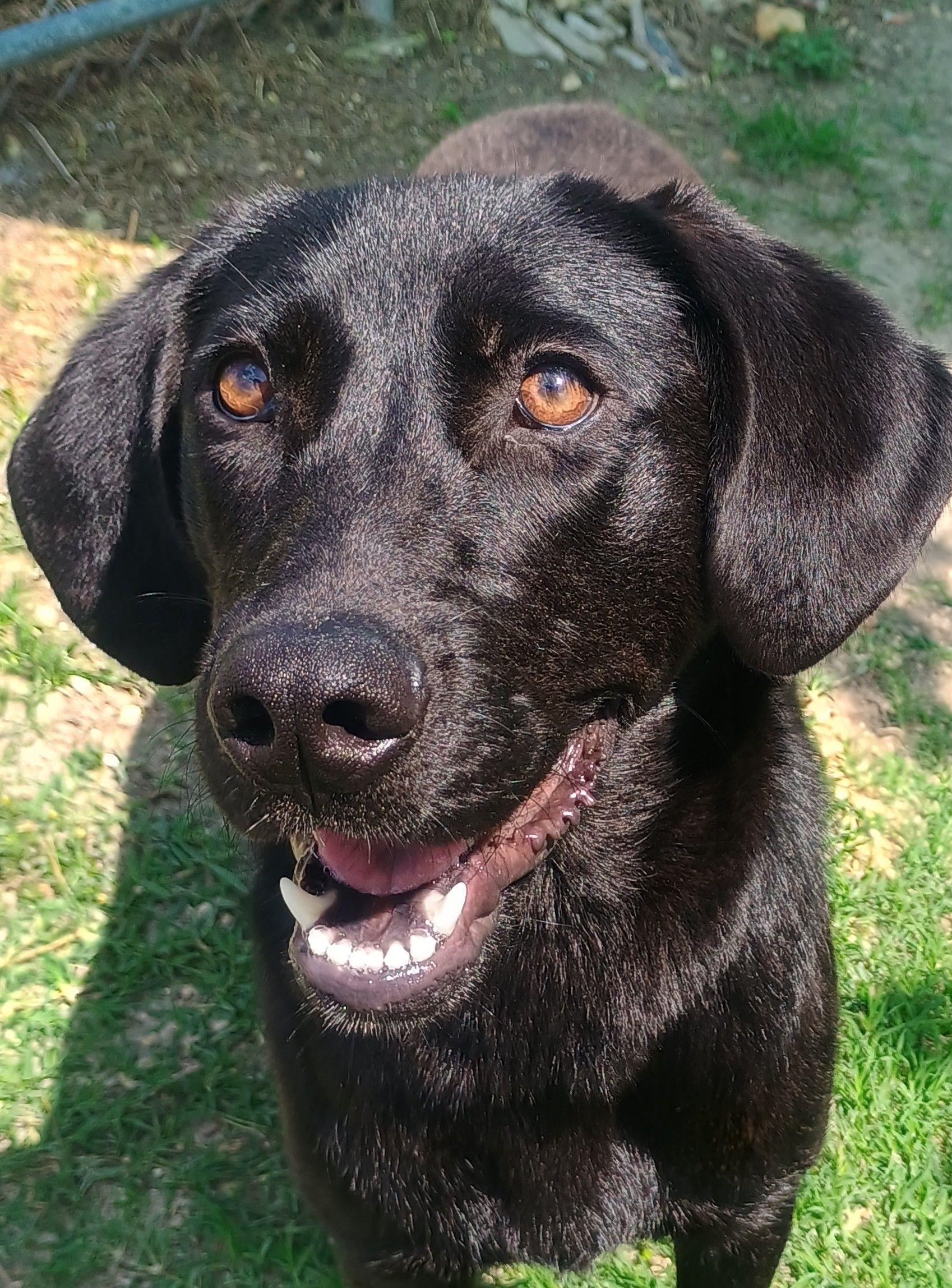 Loreal, adopted, Adult Female Black Labrador Retriever.