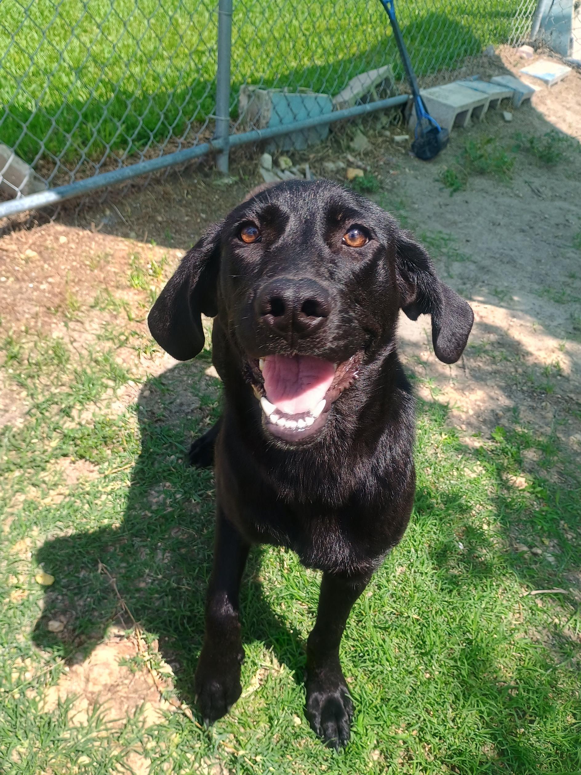 Loreal, an adopted mixed breed in New Port Richey, FL image 3/3