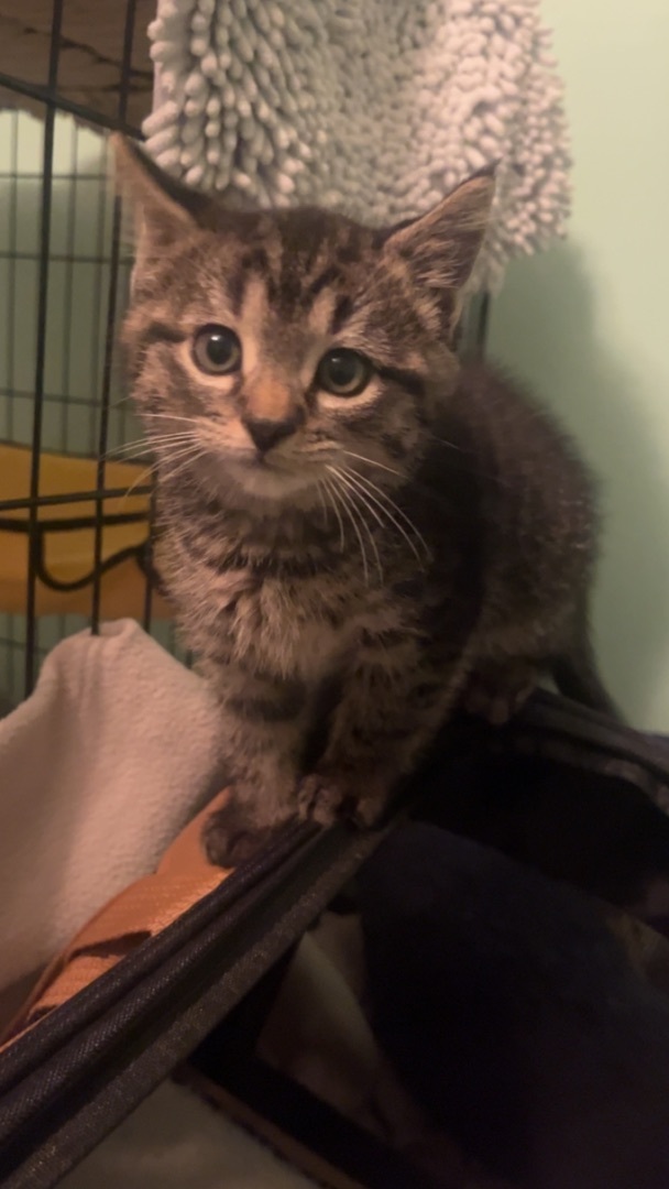 Enlarge Nala (SBT), a Adopted Domestic Medium Hair in Columbia, SC image 1/3