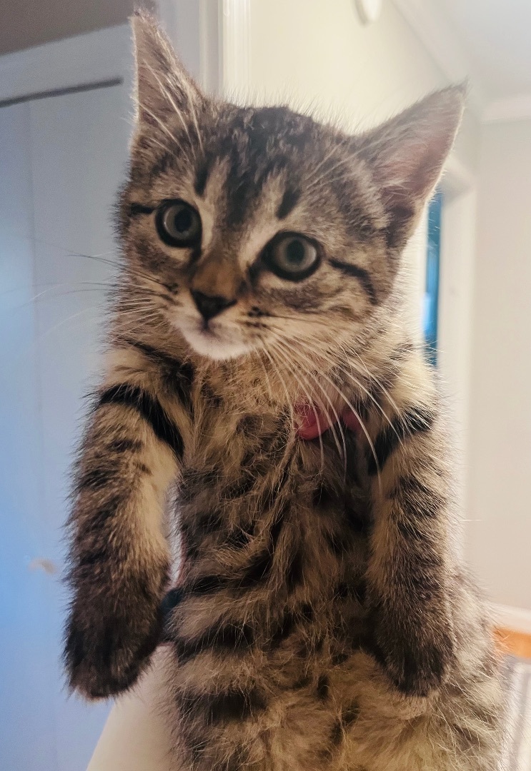 Enlarge Nala (SBT), a Adopted Domestic Medium Hair in Columbia, SC image 2/3