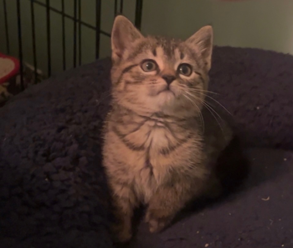 Enlarge Nala (SBT), a Adopted Domestic Medium Hair in Columbia, SC image 3/3