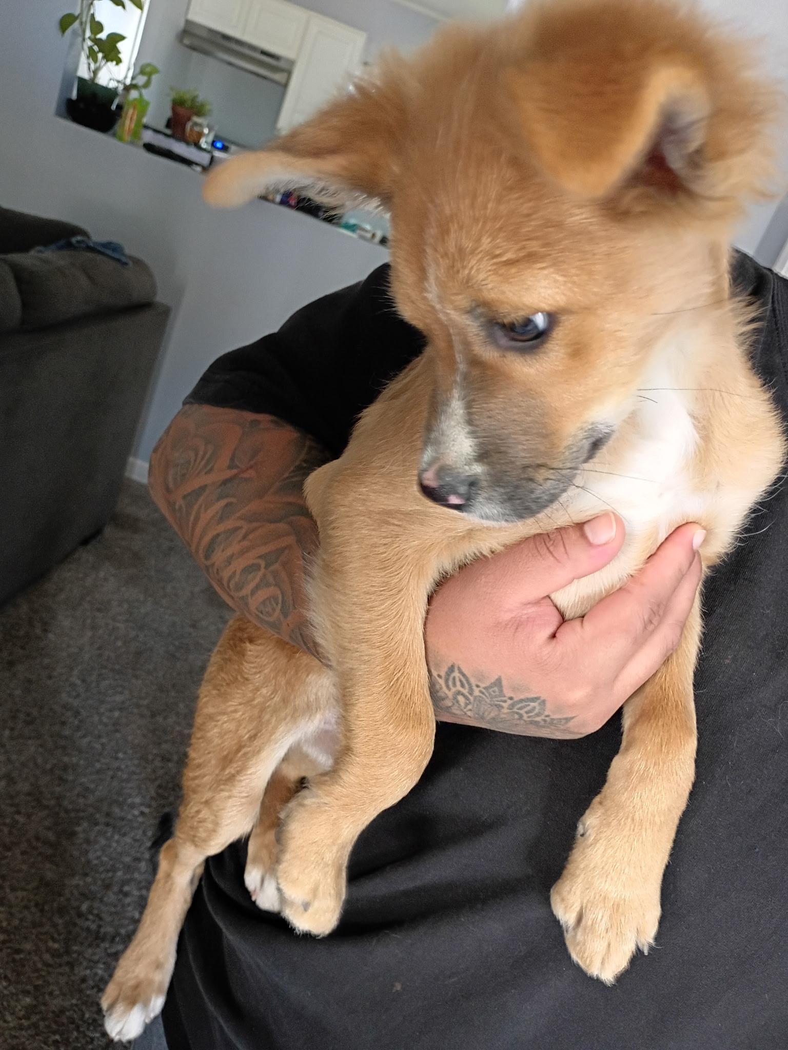 Benson, a Adoptable mixed breed in Van Nuys, CA image 3/4