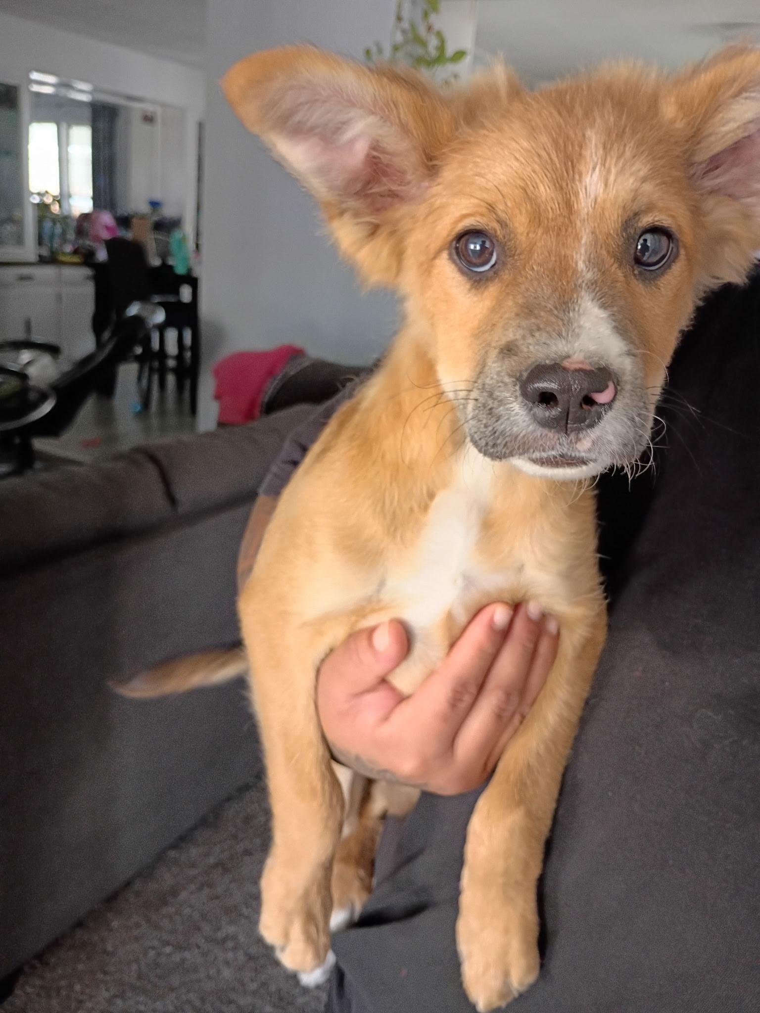 Benson, a Adoptable mixed breed in Van Nuys, CA image 2/4