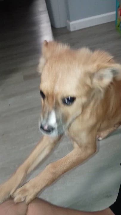 Enlarge Benson, a Adoptable mixed breed in Van Nuys, CA video 4/4