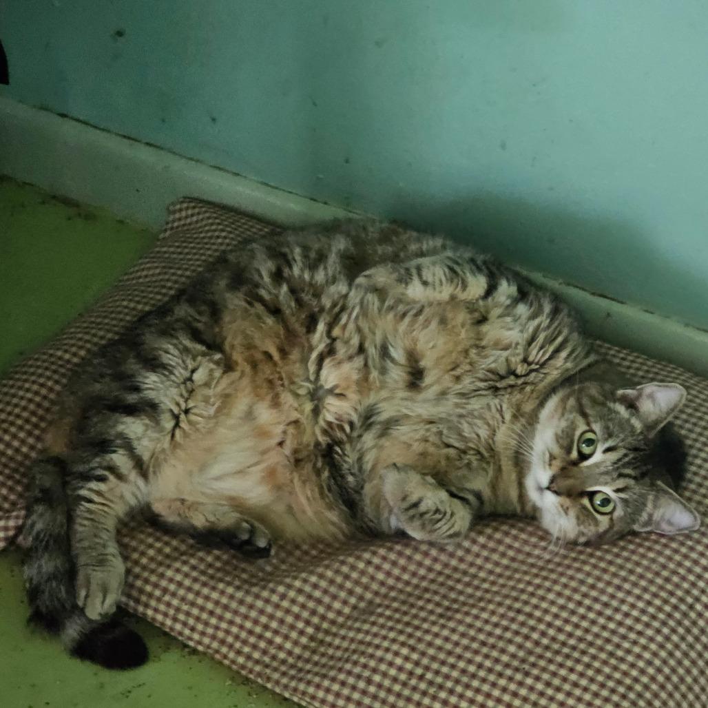 Gabby, Adoptable, Senior Female Domestic Short Hair.