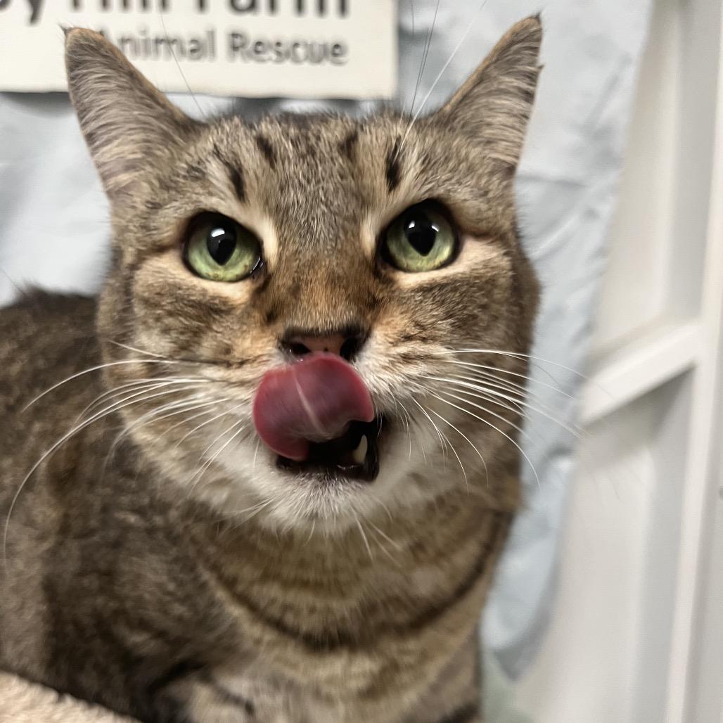 Enlarge Gabby, a Adoptable Domestic Short Hair in Melrose, FL image 2/2