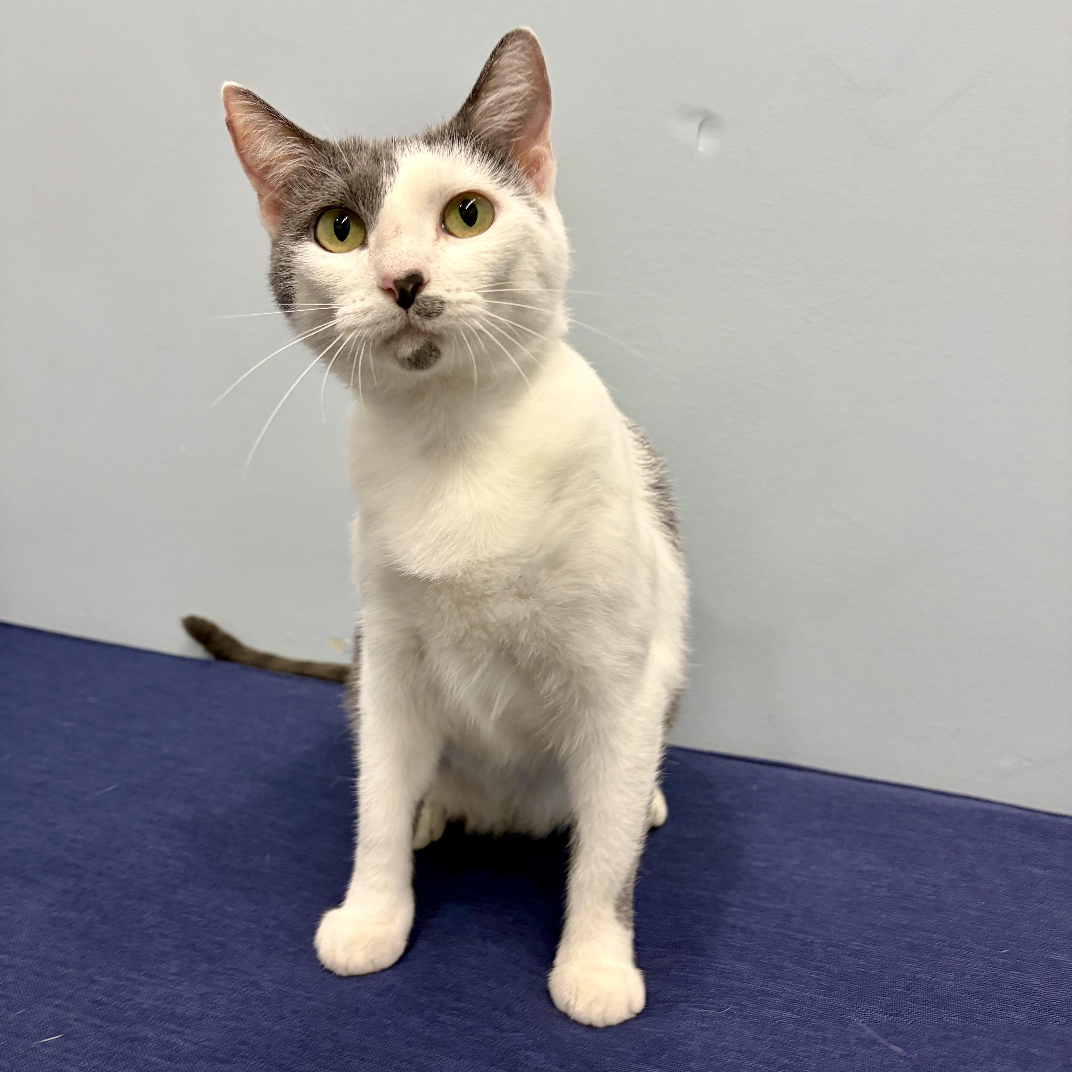 Ivy, a ADOPTABLE Domestic Short Hair in Murphysboro, IL image 2/5
