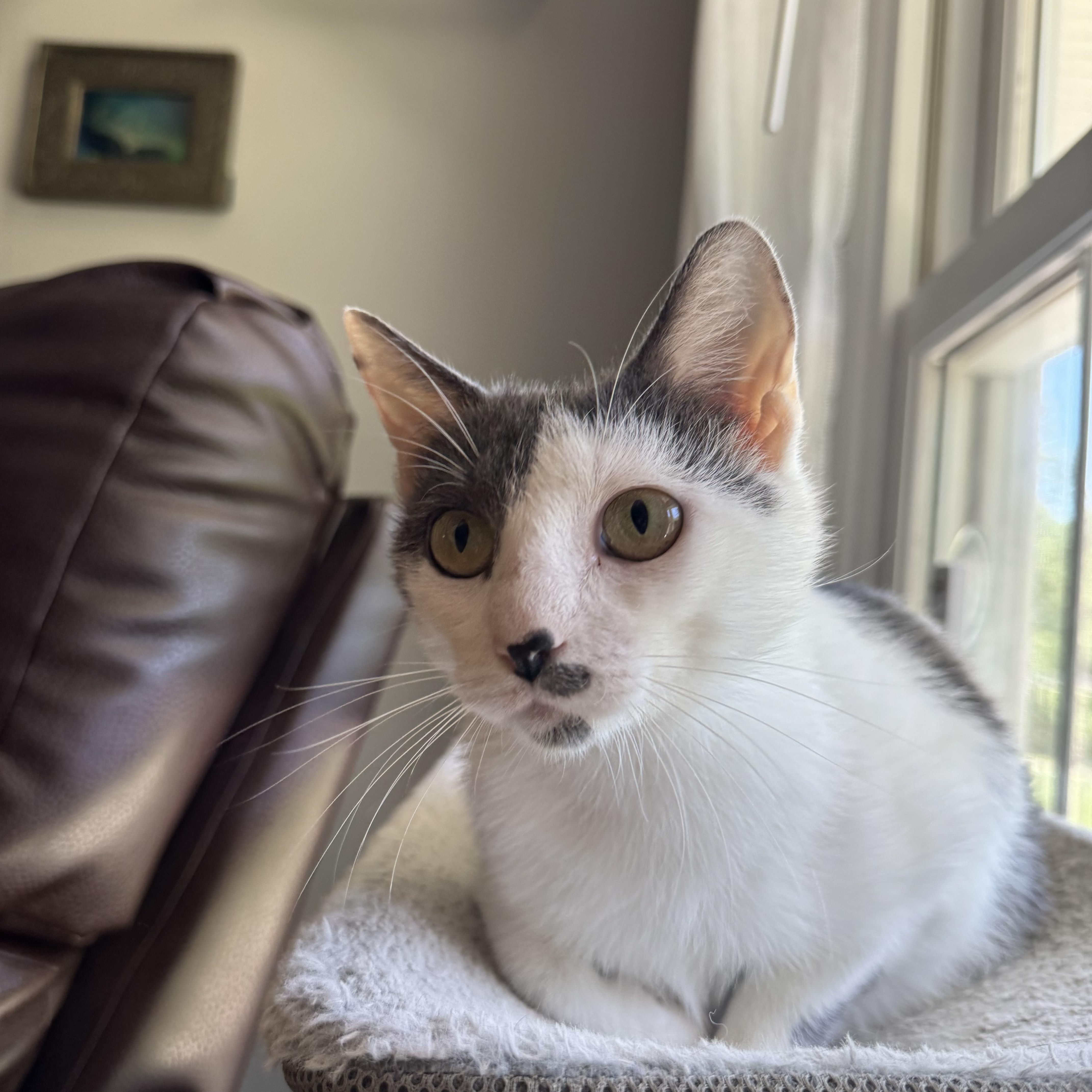 Ivy, a ADOPTABLE Domestic Short Hair in Murphysboro, IL image 1/3