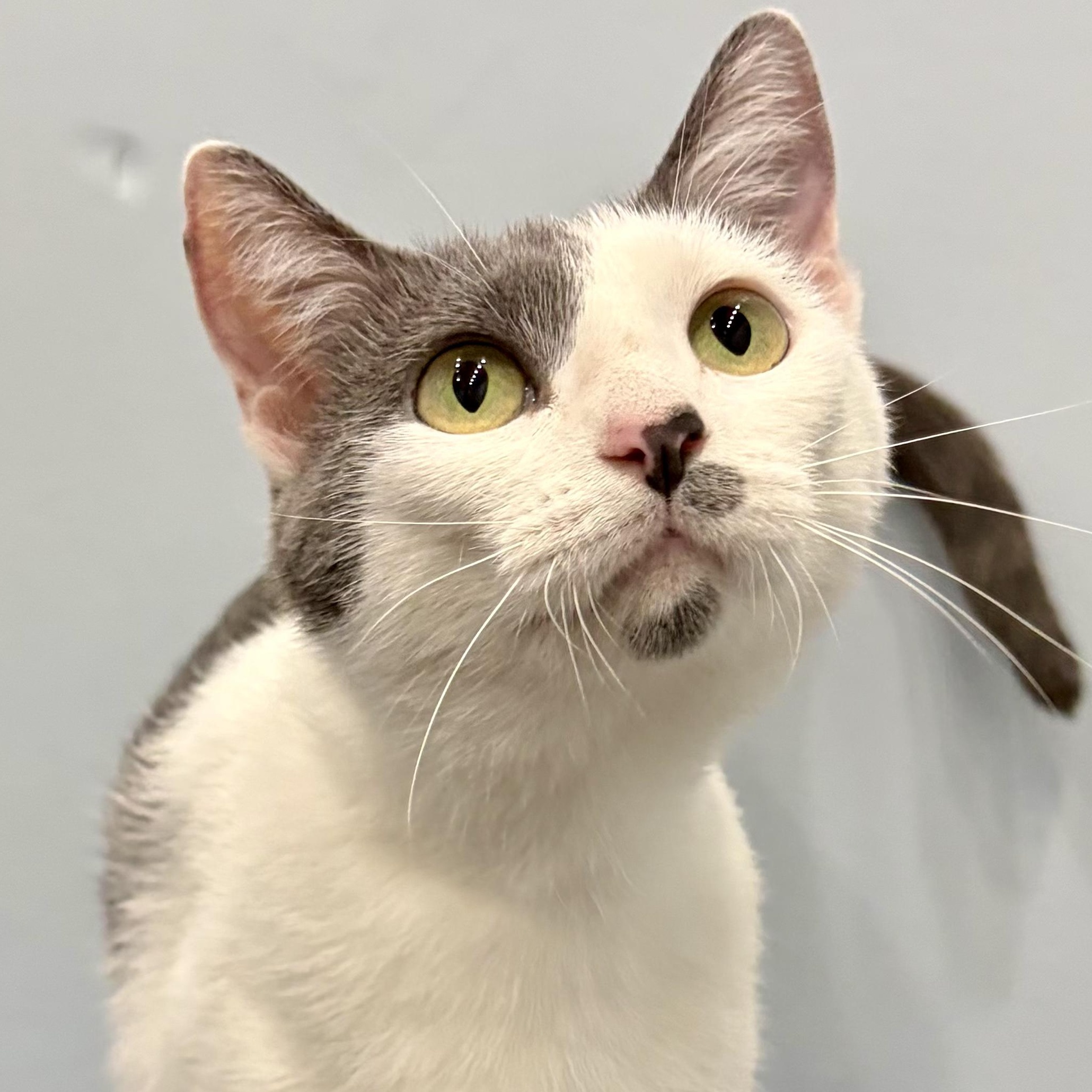 Ivy, ADOPTABLE, Adult Female Domestic Short Hair.