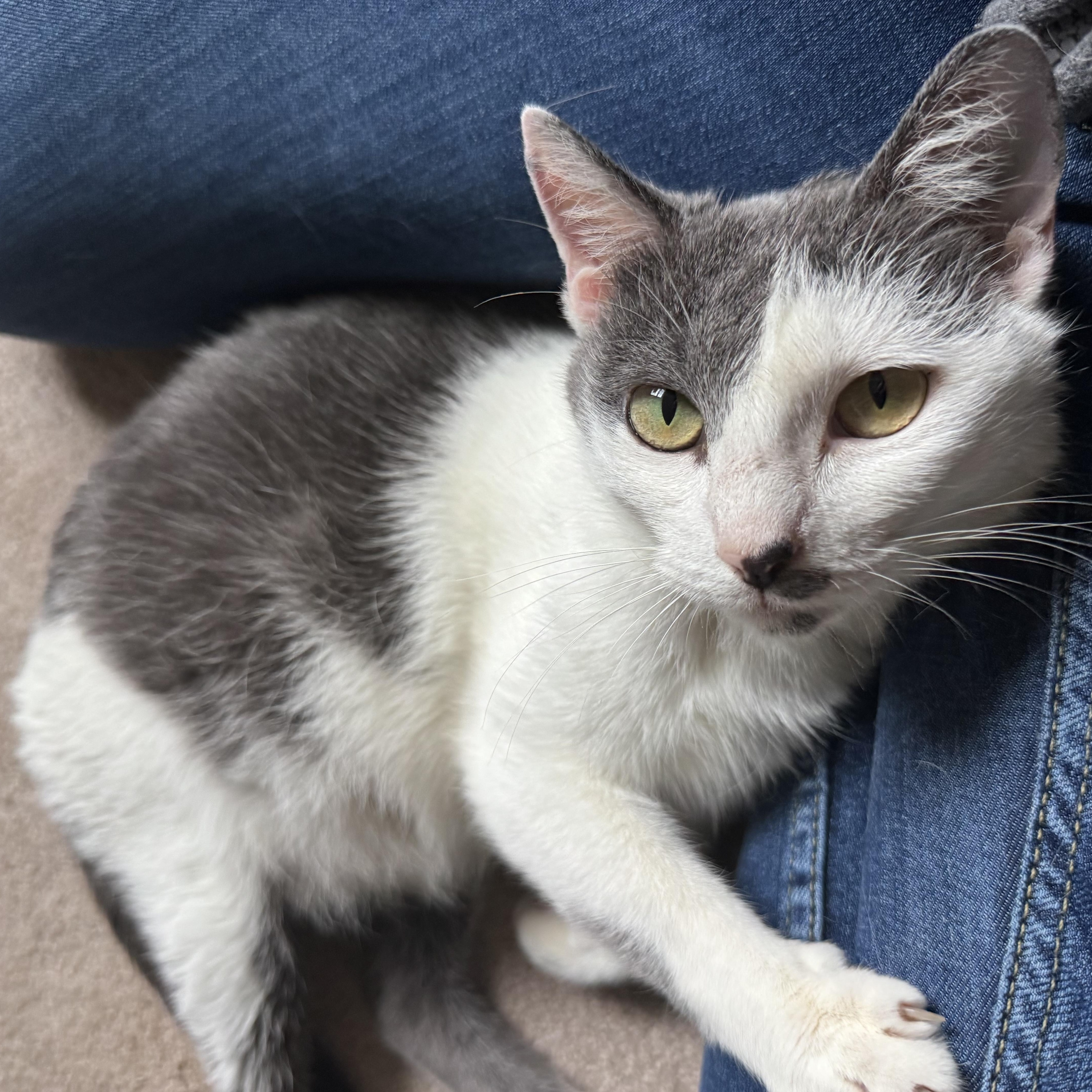 Ivy, a ADOPTABLE Domestic Short Hair in Murphysboro, IL image 3/3