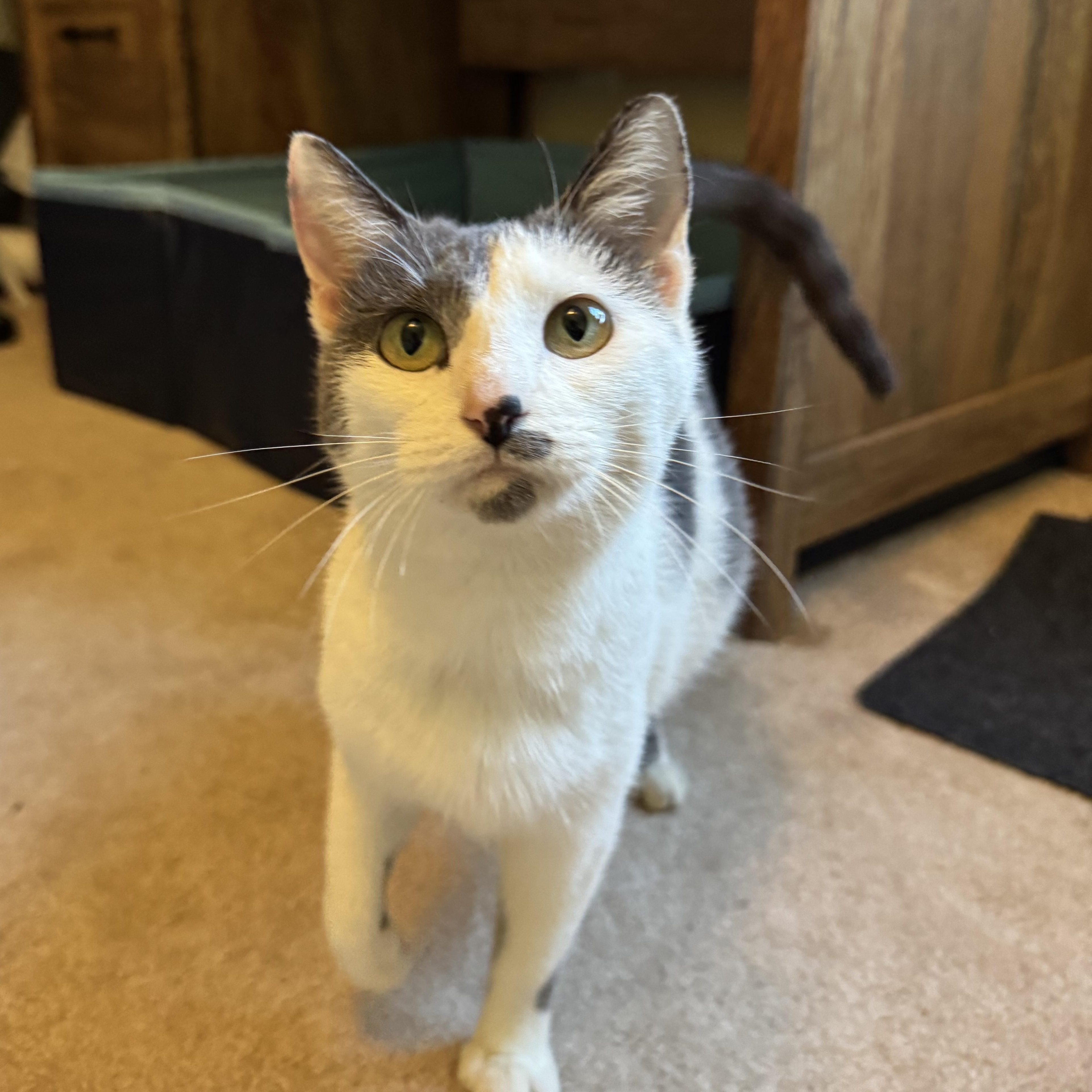 Ivy, a ADOPTABLE Domestic Short Hair in Murphysboro, IL image 2/3