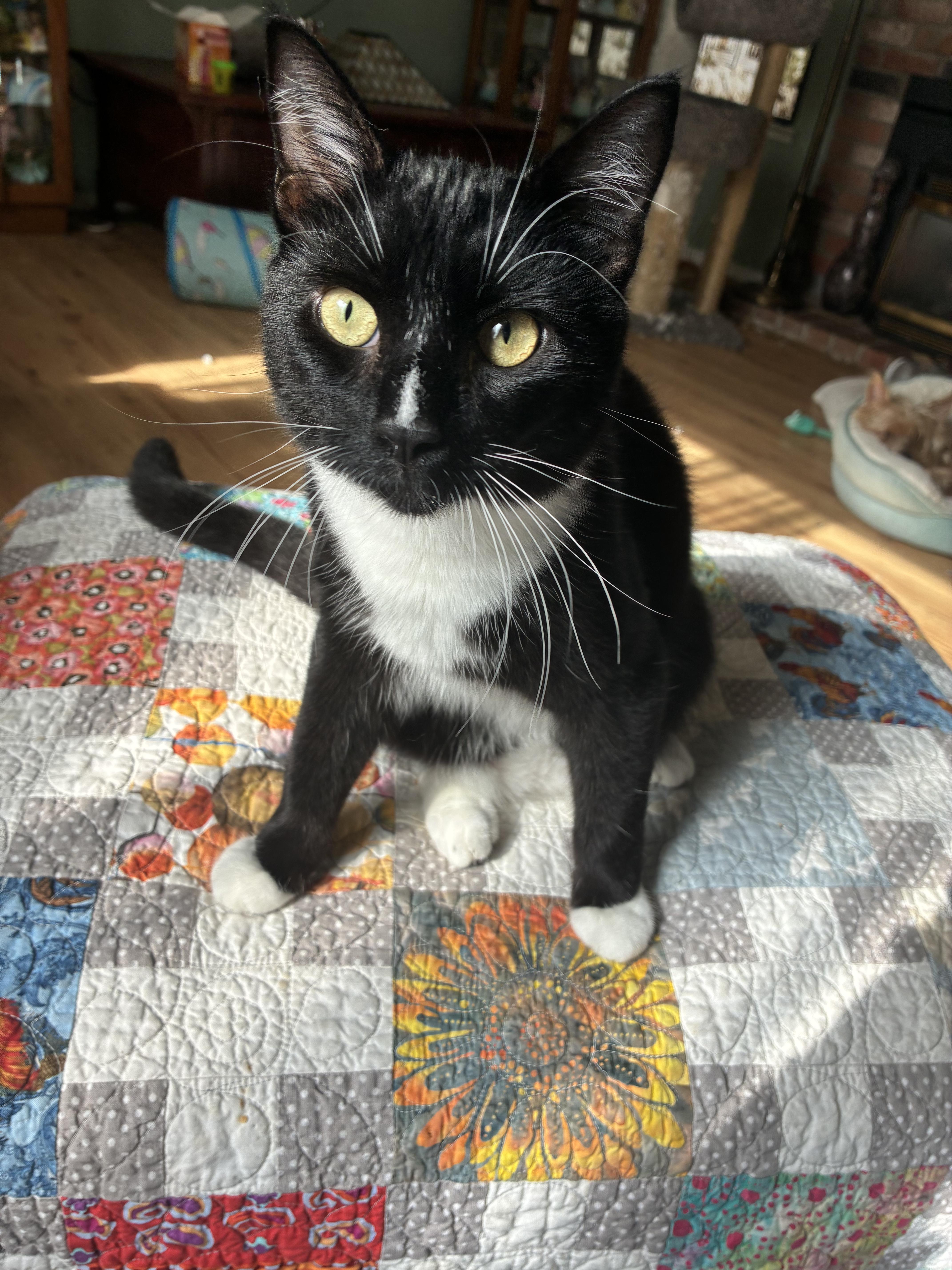 Striker, Adoptable, Young Male Domestic Short Hair.