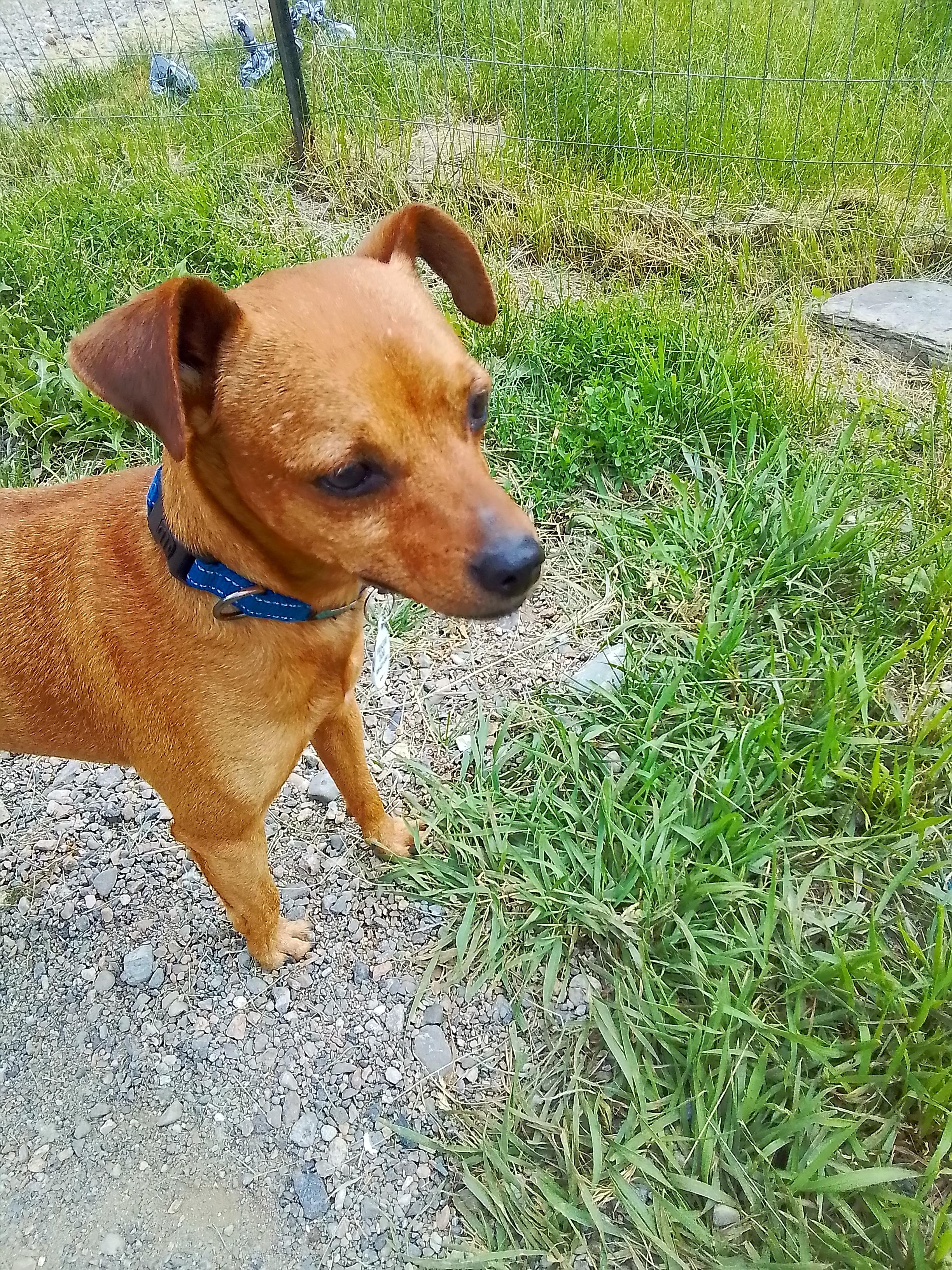 Enlarge Lev, a Adoptable mixed breed in Spokane, WA image 6/6