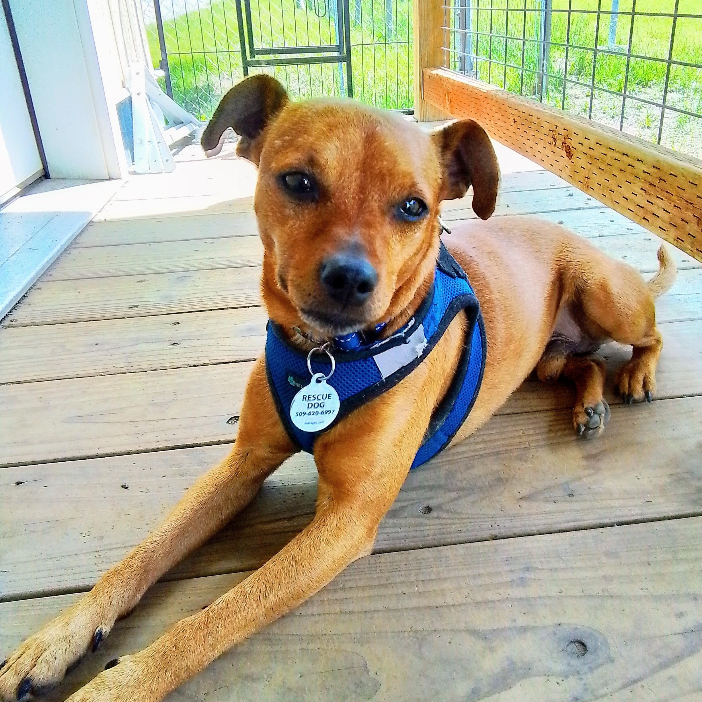 Enlarge Lev, a Adoptable mixed breed in Spokane, WA image 2/6