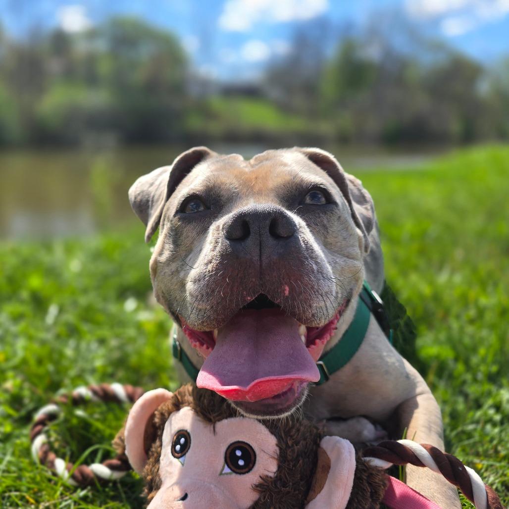 Enlarge Prada, a Adoptable Mixed Breed in Fairport, NY image 1/6
