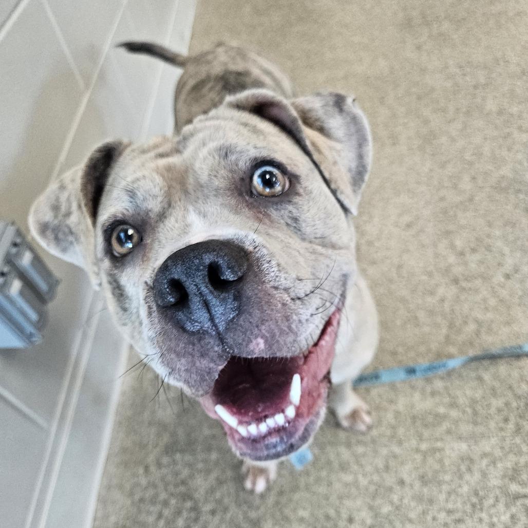 Prada, Adoptable, Adult Female Mixed Breed.