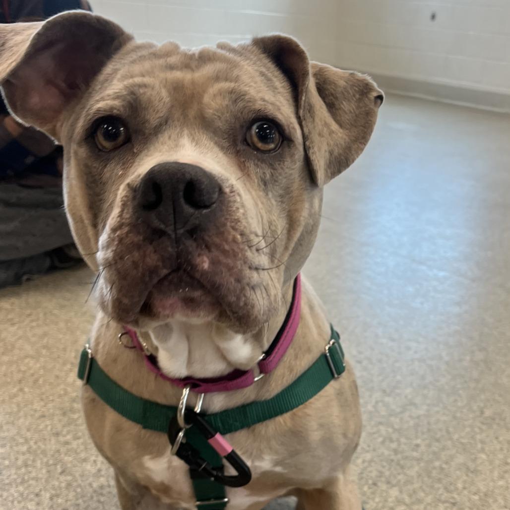 Enlarge Prada, a Adoptable Mixed Breed in Fairport, NY image 2/6