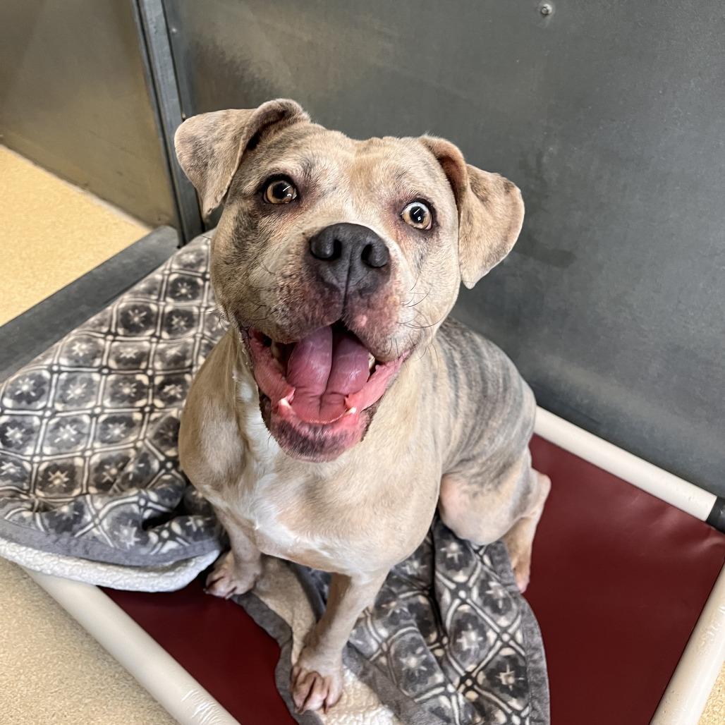 Enlarge Prada, a Adoptable Mixed Breed in Fairport, NY image 3/6
