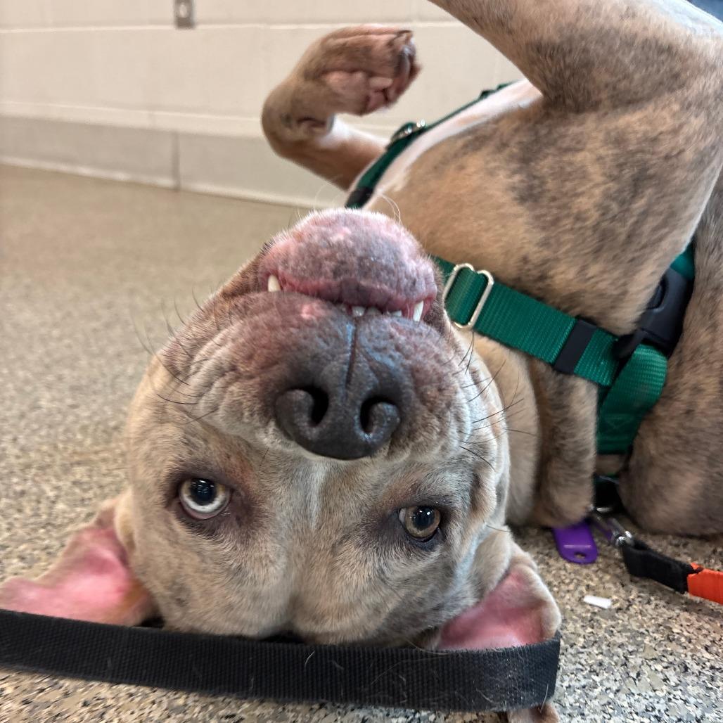 Enlarge Prada, a Adoptable Mixed Breed in Fairport, NY image 3/6