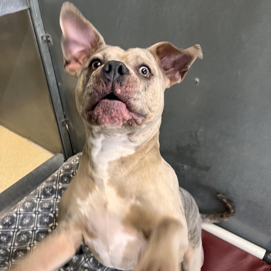 Enlarge Prada, a Adoptable Mixed Breed in Fairport, NY image 4/6