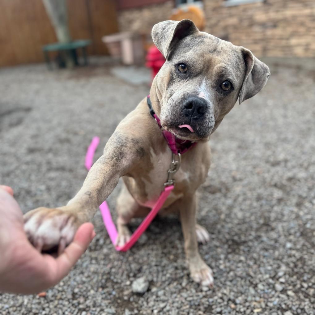 Prada, a Adoptable Mixed Breed in Fairport, NY image 4/6