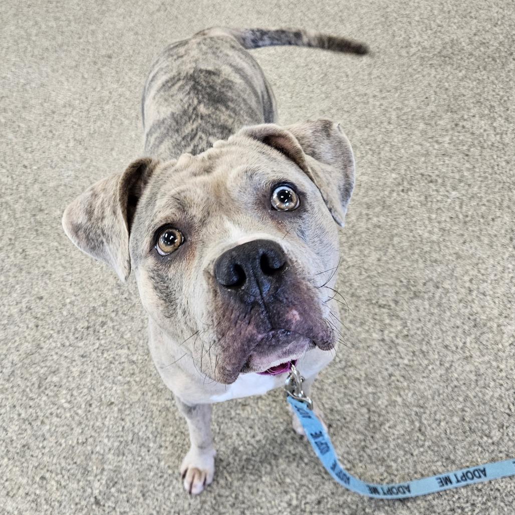 Enlarge Prada, a Adoptable Mixed Breed in Fairport, NY image 4/6