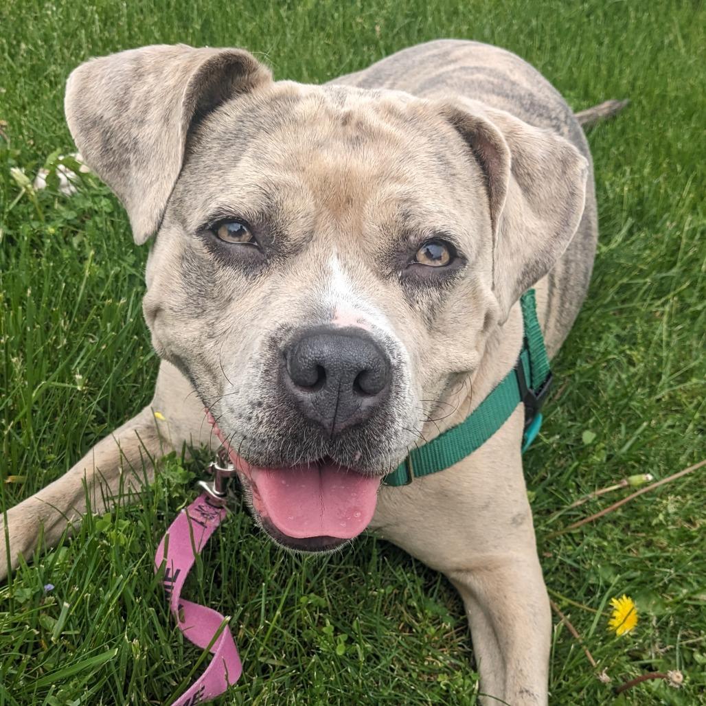 Enlarge Prada, a Adoptable Mixed Breed in Fairport, NY image 5/6