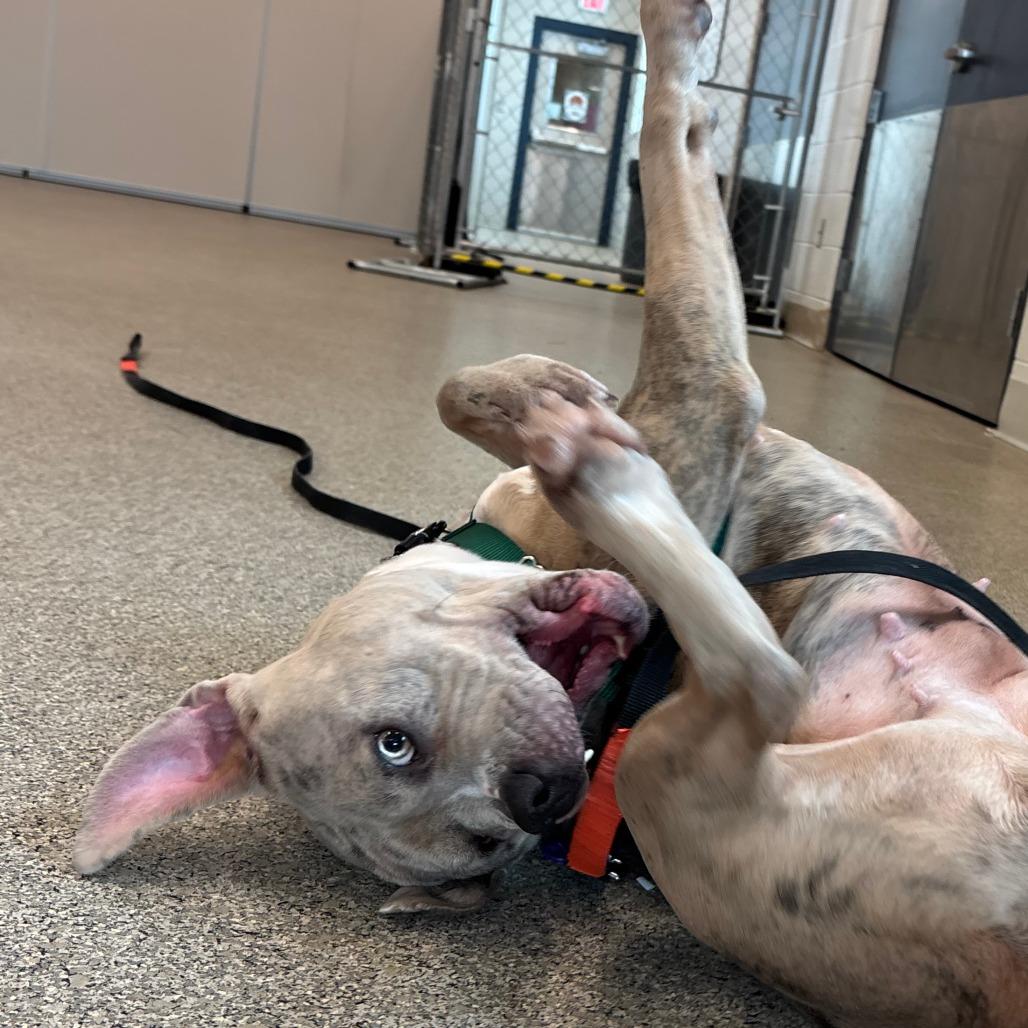 Enlarge Prada, a Adoptable Mixed Breed in Fairport, NY image 6/6
