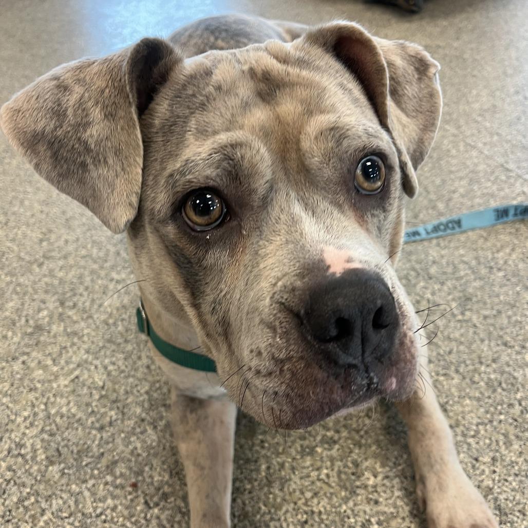 Enlarge Prada, a Adoptable Mixed Breed in Fairport, NY image 5/6