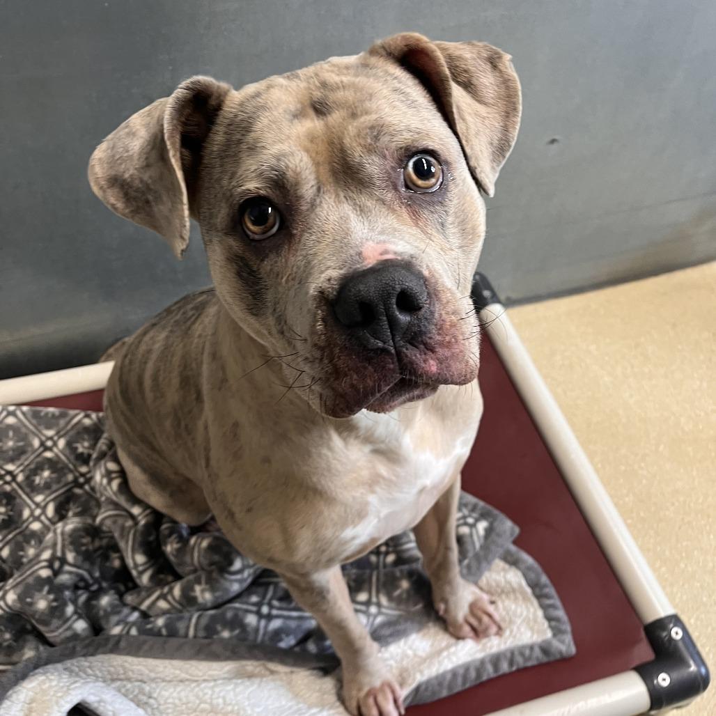 Enlarge Prada, a Adoptable Mixed Breed in Fairport, NY image 6/6