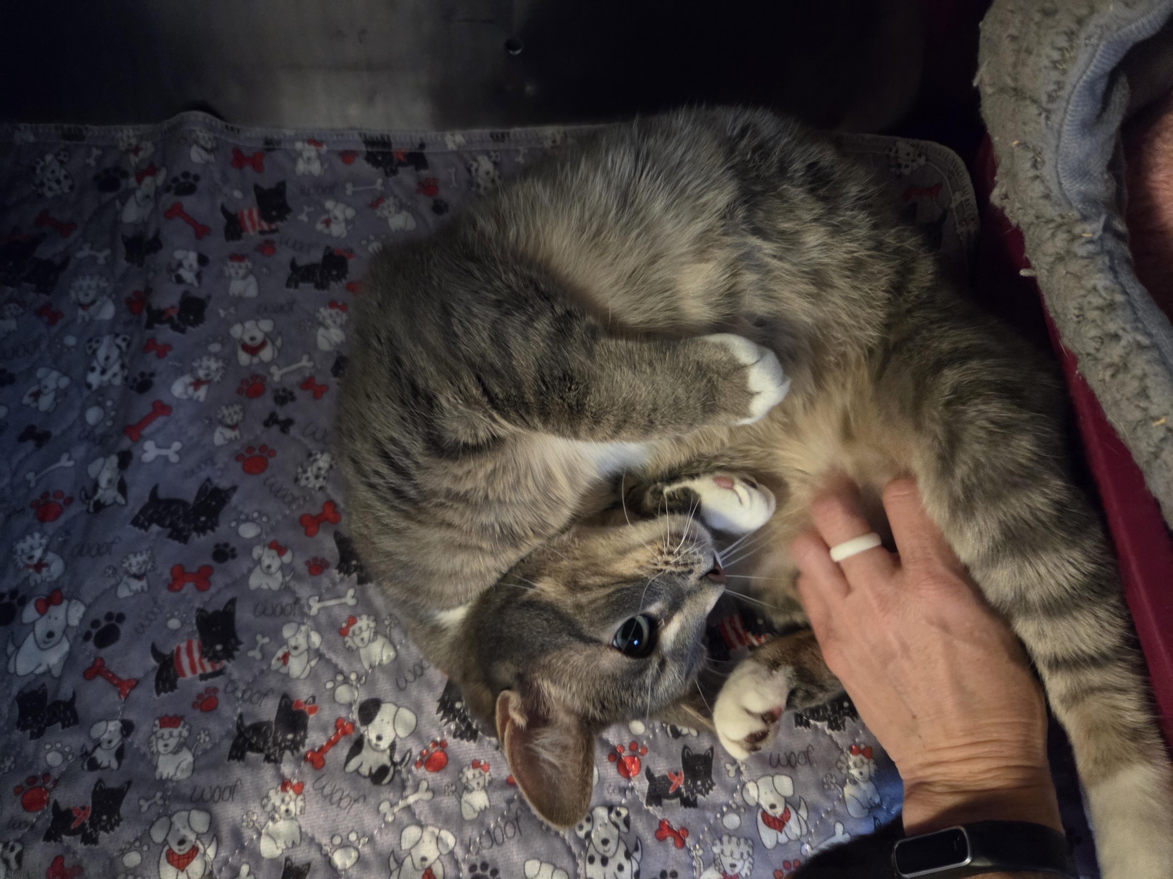 Enlarge  Guenevere, a ADOPTABLE mixed breed in Libby, MT image 2/4