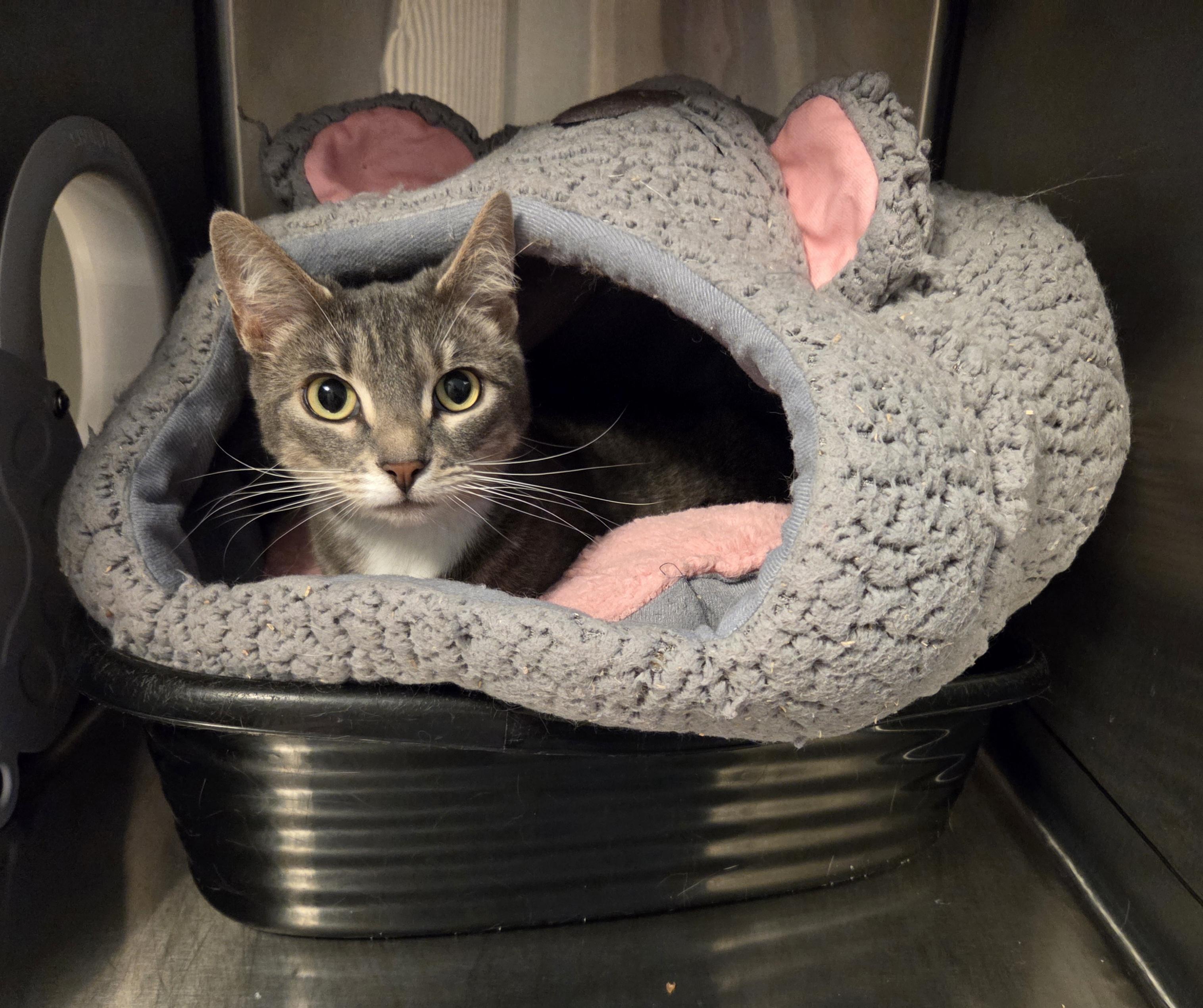  Guenevere, ADOPTABLE, Young Female Domestic Short Hair.