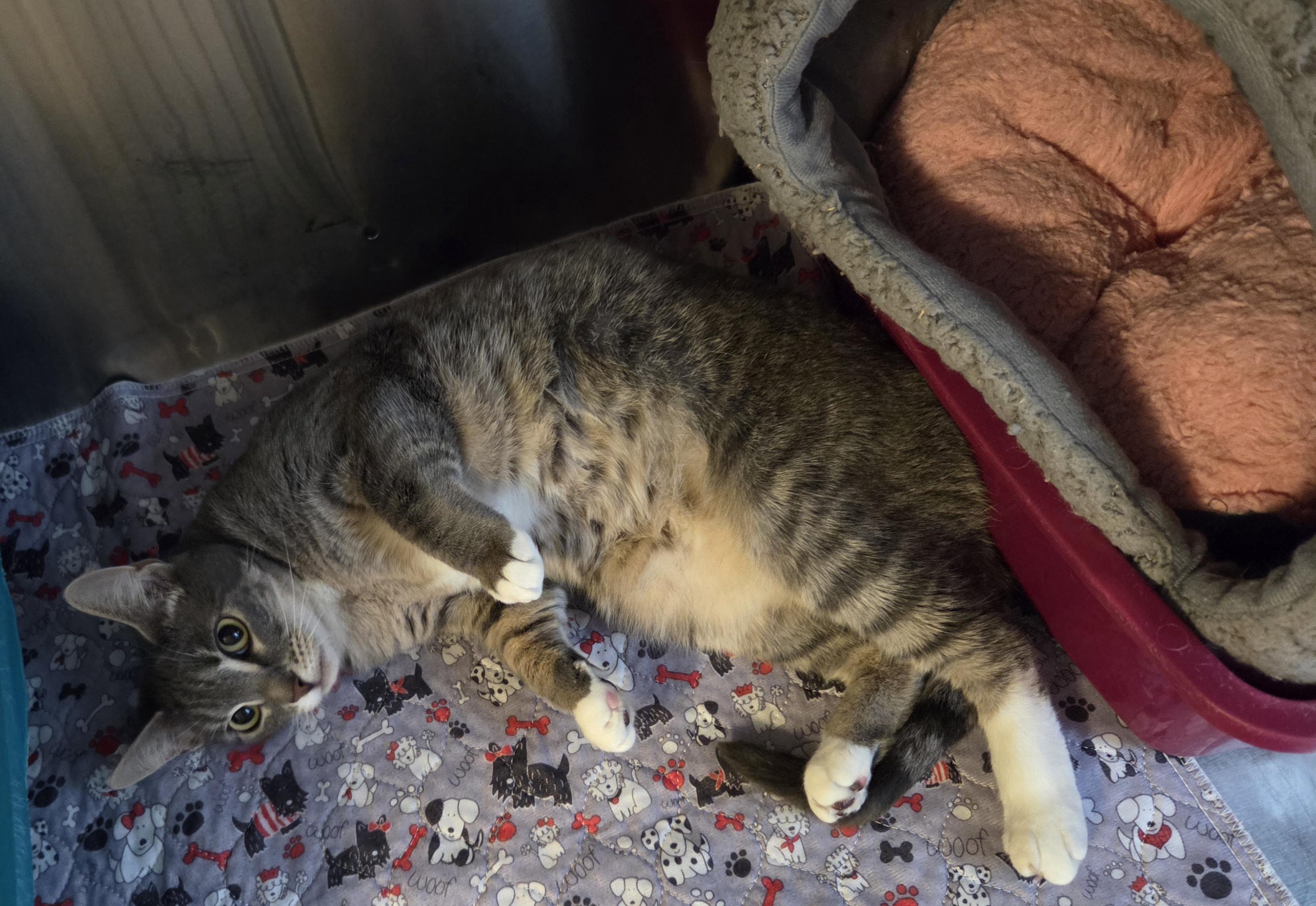 Enlarge  Guenevere, a ADOPTABLE mixed breed in Libby, MT image 3/4