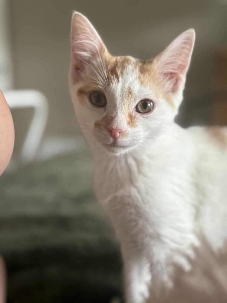 Milo, Adoptable, Kitten Male Domestic Short Hair.