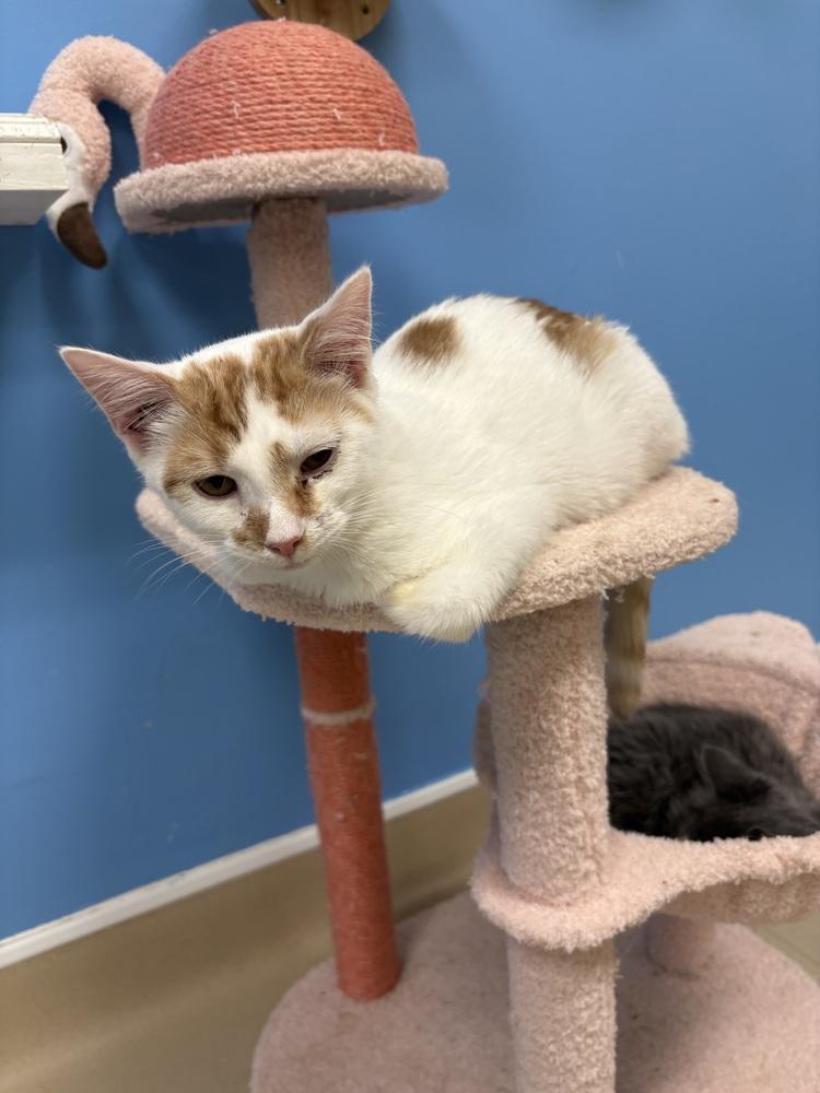 Milo, a Adoptable Domestic Short Hair in Harpers Ferry, WV image 2/2