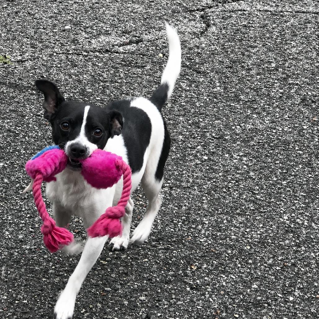 Pookie, Adoptable, Adult Male Rat Terrier.