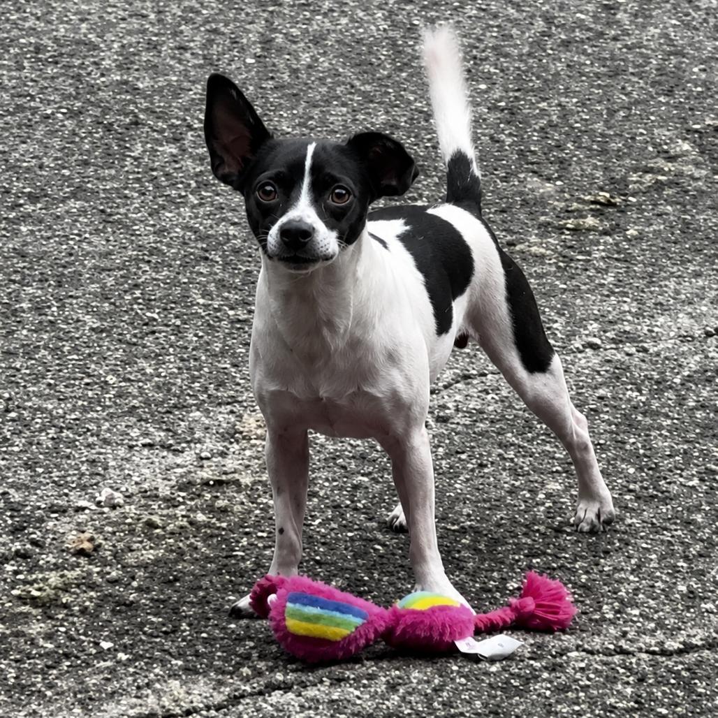 Pookie, a Adoptable Rat Terrier in Oakdale, LA image 2/3