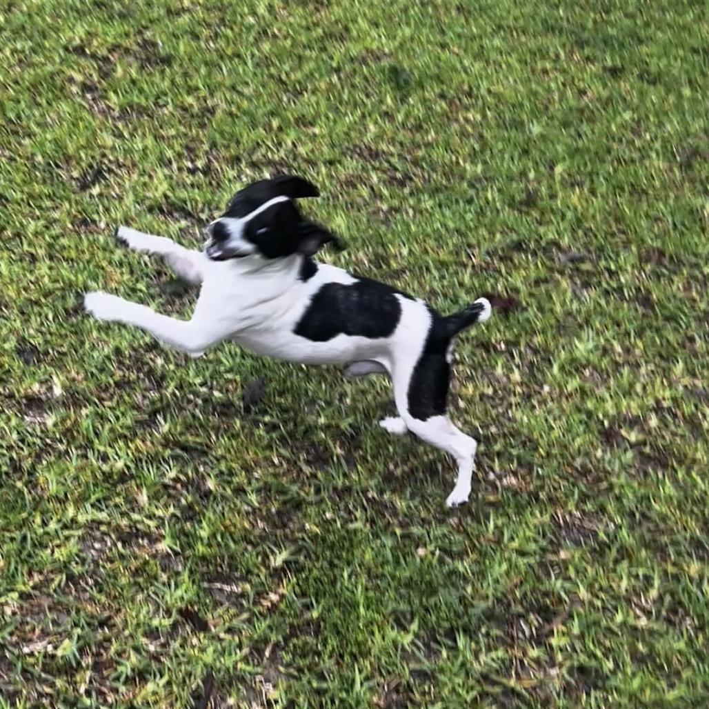 Pookie, a Adoptable Rat Terrier in Oakdale, LA image 3/3