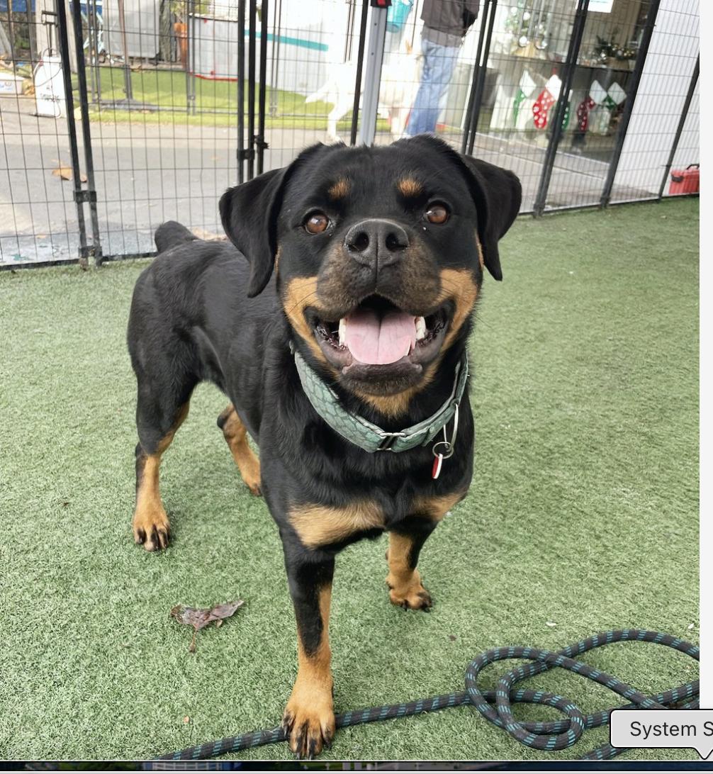 Shelby, Adoptable, Adult Female Rottweiler.