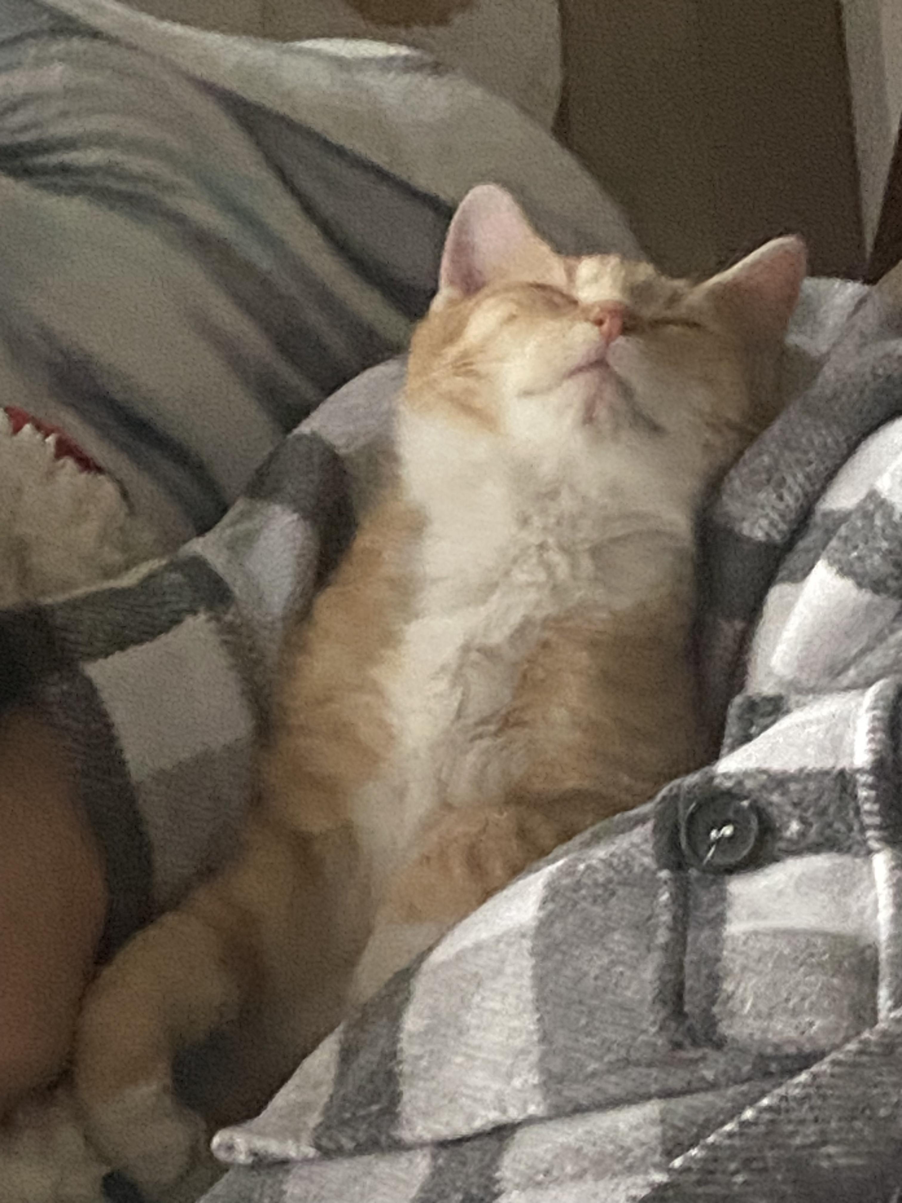 Jay-z, an adopted Domestic Short Hair in Charlotte, NC image 1/5