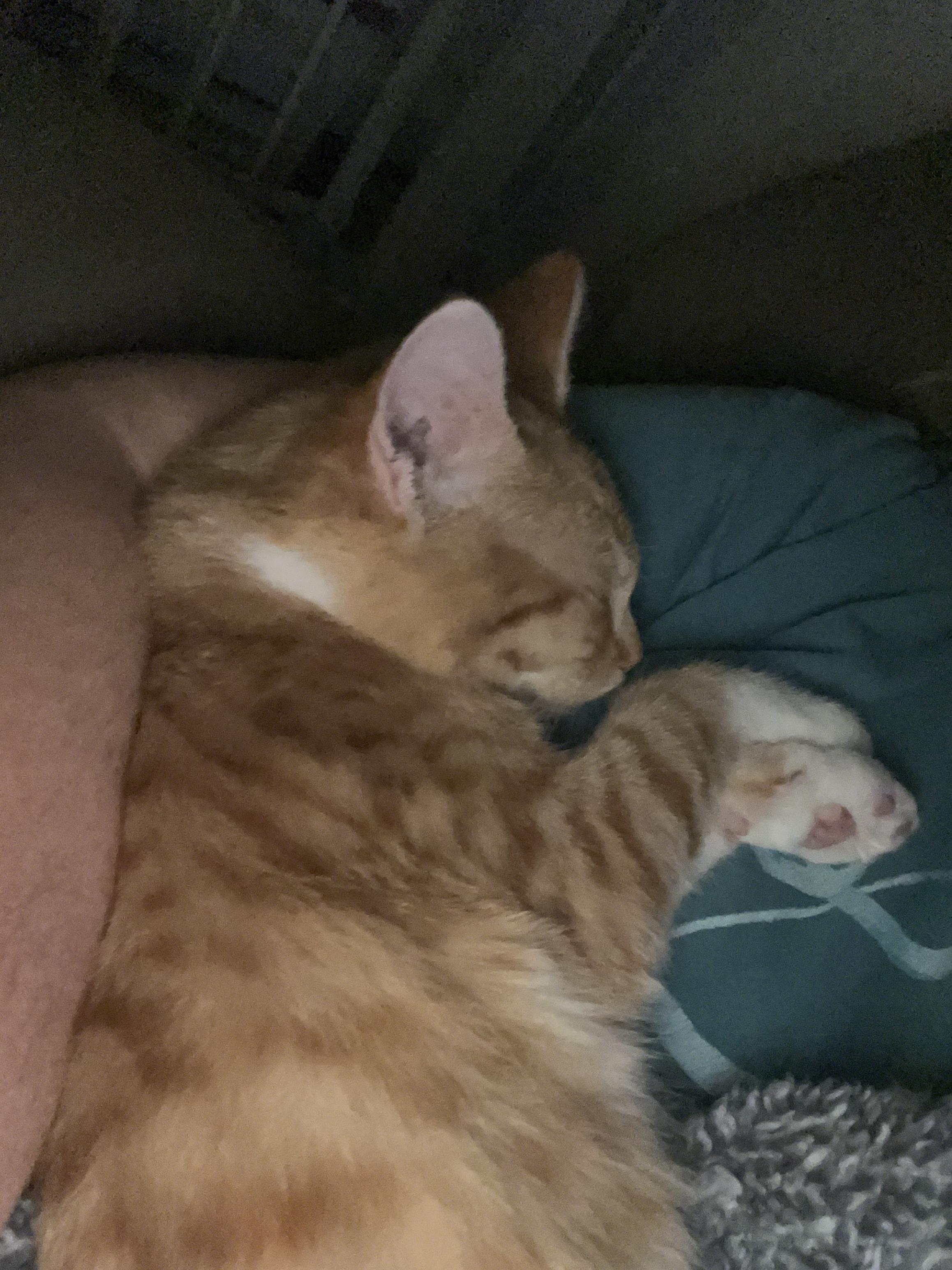 Jay-z, an adopted Domestic Short Hair in Charlotte, NC image 4/5