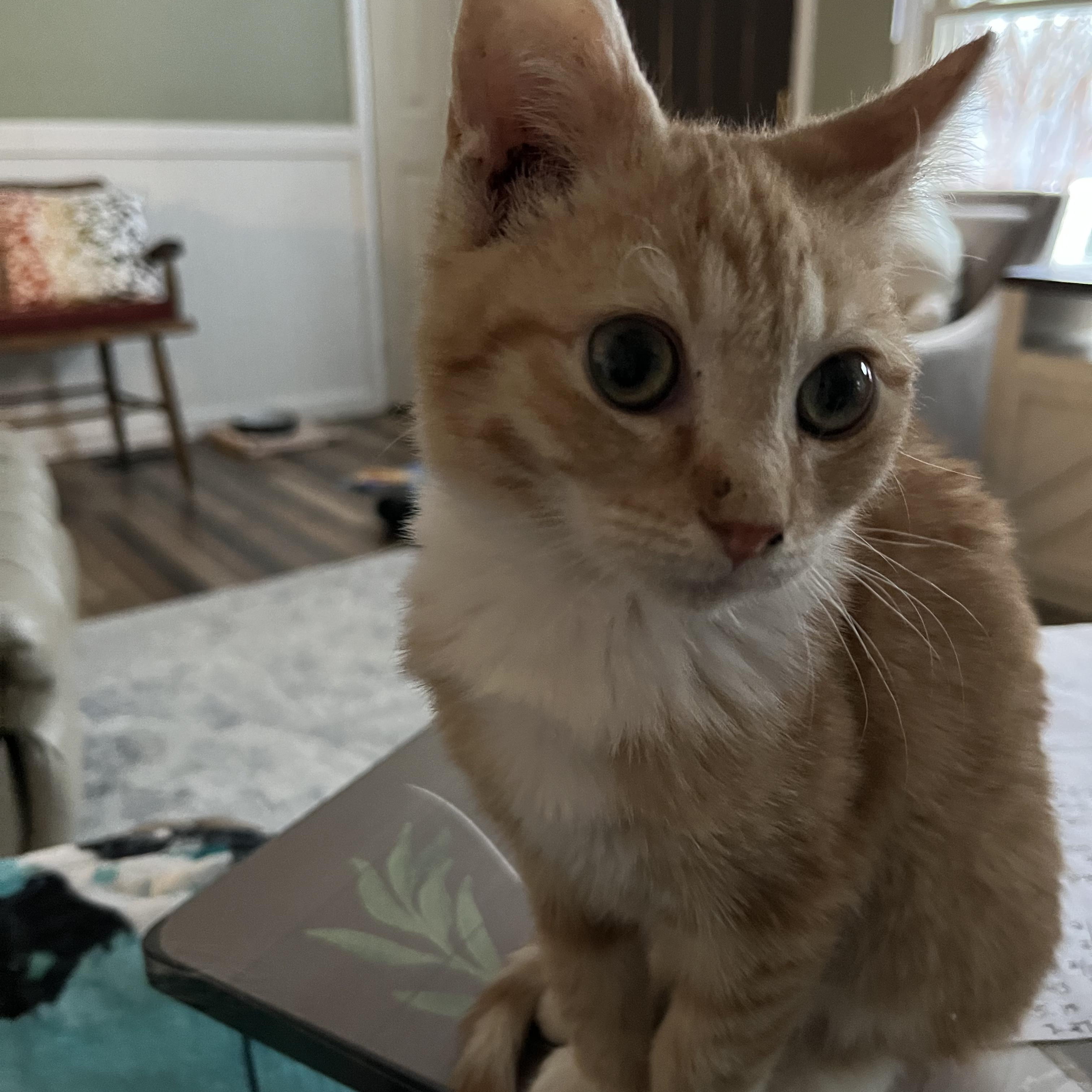 Jay-z, an adopted Domestic Short Hair in Charlotte, NC image 3/5